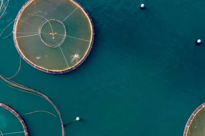 IPMA promove consulta pública do Plano de Ação para a Aquacultura na Ria Formosa, com contributos abertos até 6 de março.