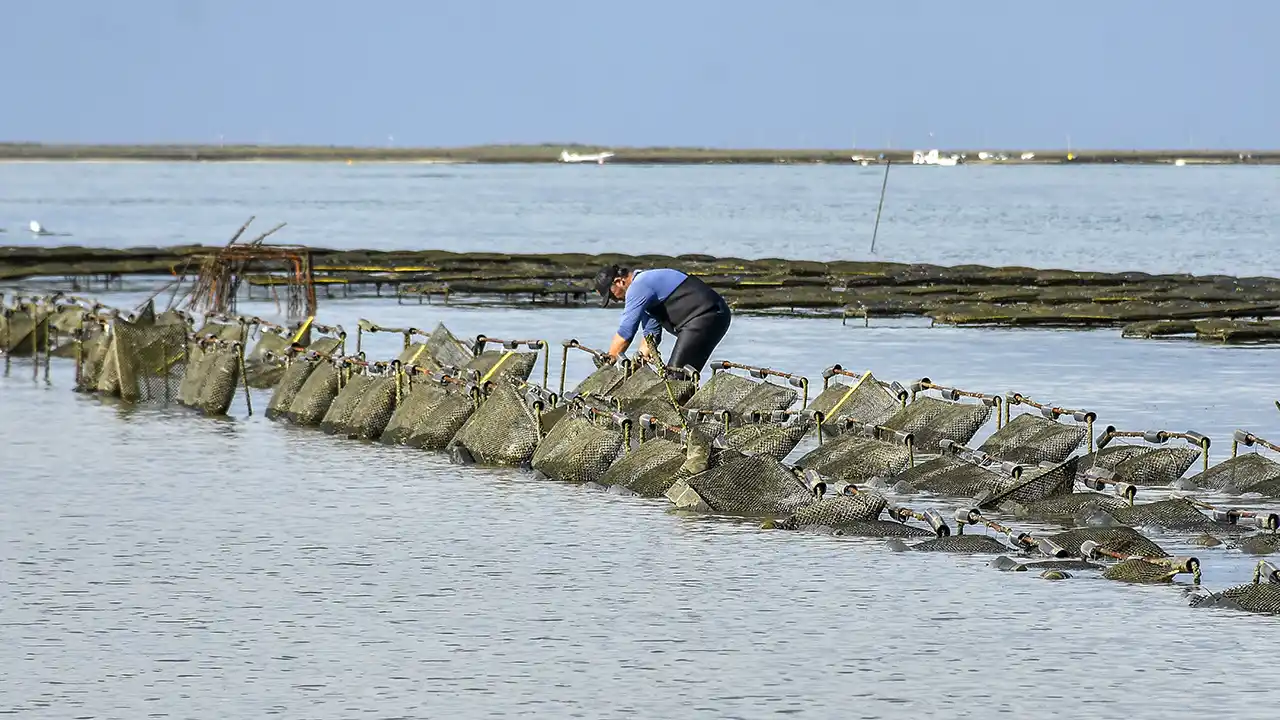 IPMA propõe plano estratégico para equilibrar aquacultura e ambiente na Ria Formosa, responsável por 57% da produção nacional, agora em consulta pública