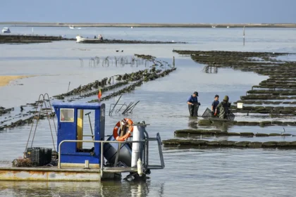 IPMA propõe plano estratégico para equilibrar aquacultura e ambiente na Ria Formosa, responsável por 57% da produção nacional, agora em consulta pública
