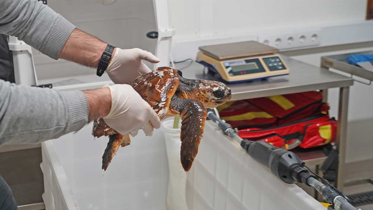 Tartaruga-comum foi encontrada encalhada na Praia da Mareta, em Sagres, e está em recuperação no Porto d’Abrigo do Zoomarine.
