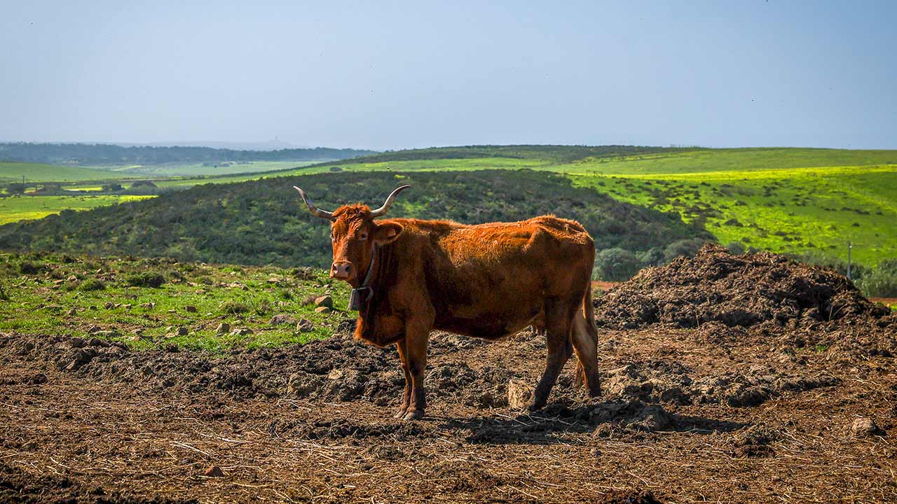 Raça bovina algarvia recuperada por produtores do Algarve.