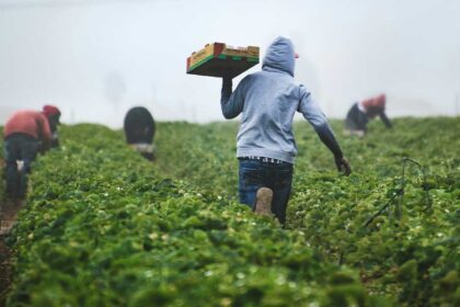 Agricultura perdeu 210 mil trabalhadores em 30 anos, mas produtividade mais do que duplicou, segundo estudo.