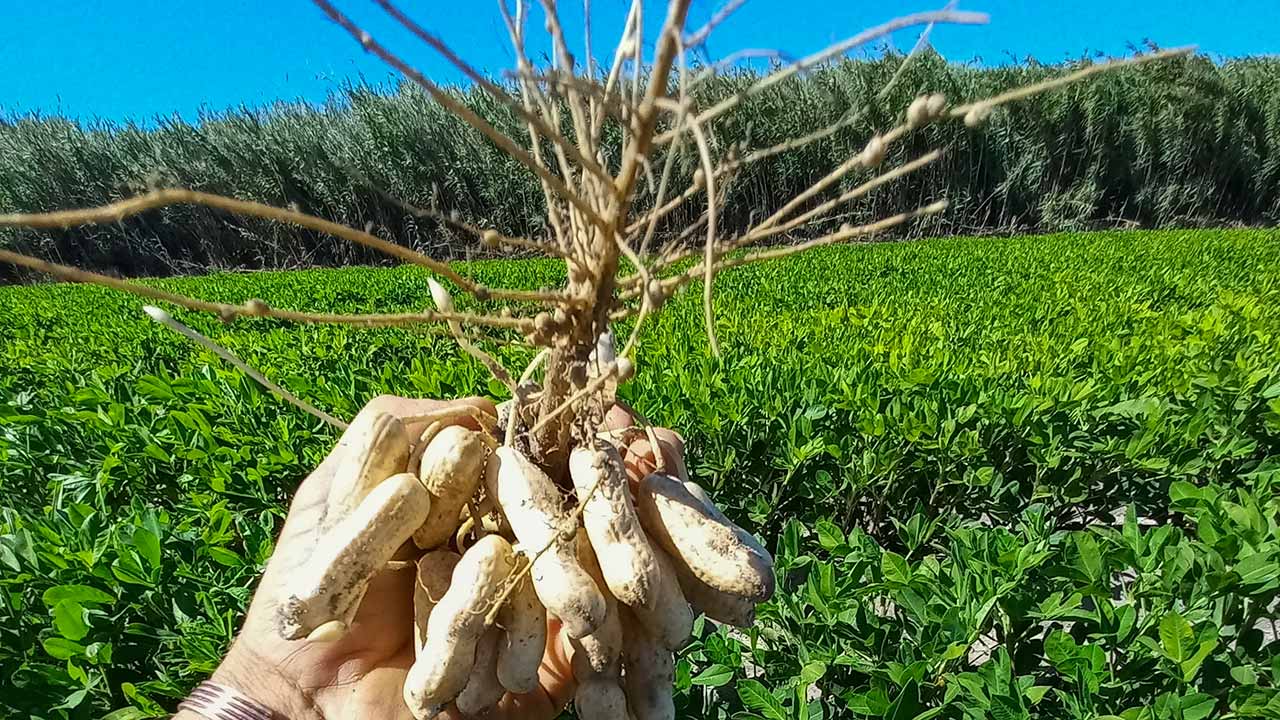 De Aljezur, O Amendoim do Rogil faz 6 anos e cresce com novos produtos e aposta na qualidade e tradição.