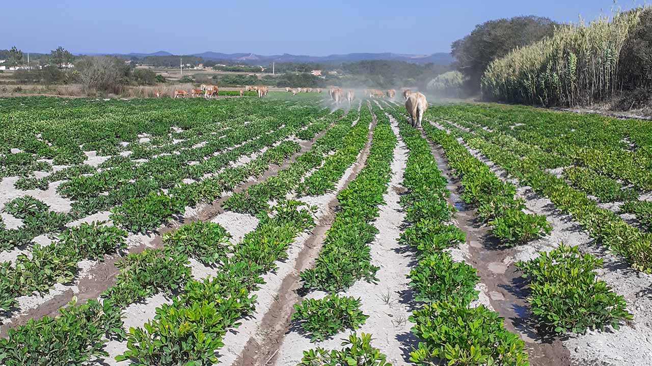 De Aljezur, O Amendoim do Rogil faz 6 anos e cresce com novos produtos e aposta na qualidade e tradição.