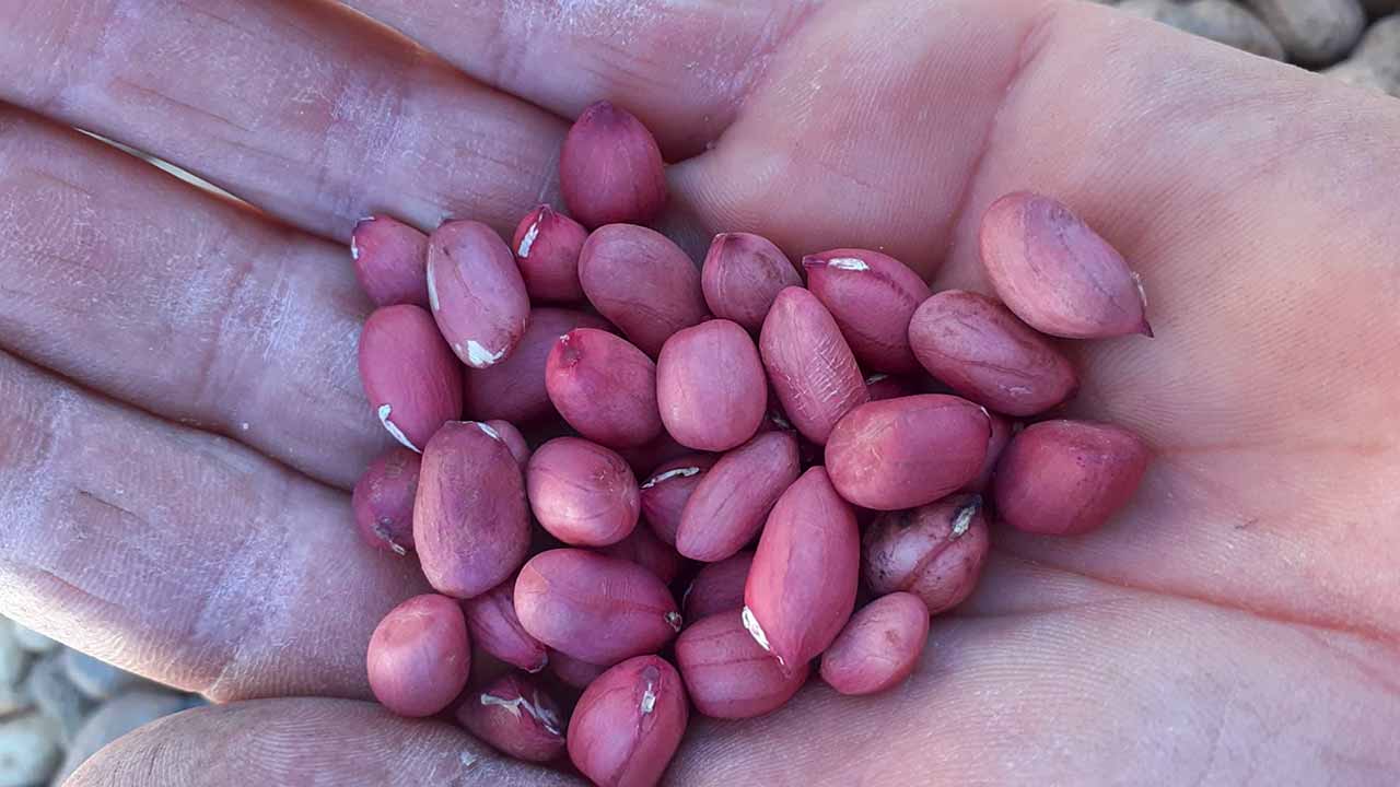 De Aljezur, O Amendoim do Rogil faz 6 anos e cresce com novos produtos e aposta na qualidade e tradição.