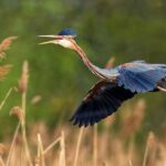 Paisagens, fauna e flora das Rias Formosa e de Alvor, numa exposição da ALFA patente no Jardim Manuel Bivar, em Faro, até ao final de junho.