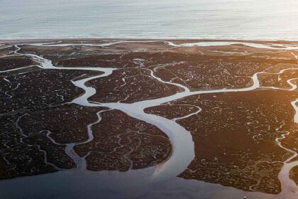 Paisagens, fauna e flora das Rias Formosa e de Alvor, numa exposição da ALFA patente no Jardim Manuel Bivar, em Faro, até ao final de junho.
