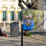 Paisagens, fauna e flora das Rias Formosa e de Alvor, numa exposição da ALFA patente no Jardim Manuel Bivar, em Faro, até ao final de junho.