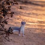 Paisagens, fauna e flora das Rias Formosa e de Alvor, numa exposição da ALFA patente no Jardim Manuel Bivar, em Faro, até ao final de junho.