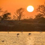 Paisagens, fauna e flora das Rias Formosa e de Alvor, numa exposição da ALFA patente no Jardim Manuel Bivar, em Faro, até ao final de junho.