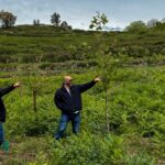 Projetos no espaço rural de Monchique ajudam a reduzir risco de incêndio, com reflorestação e gestão de combustível em várias zonas.