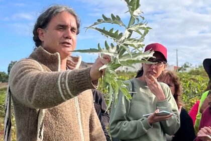 Plantas medicinais dão mote ao arranque dos «Passos Contados» em Cacela a 12 de abril, com passeio e oficina orientados por João Beles.