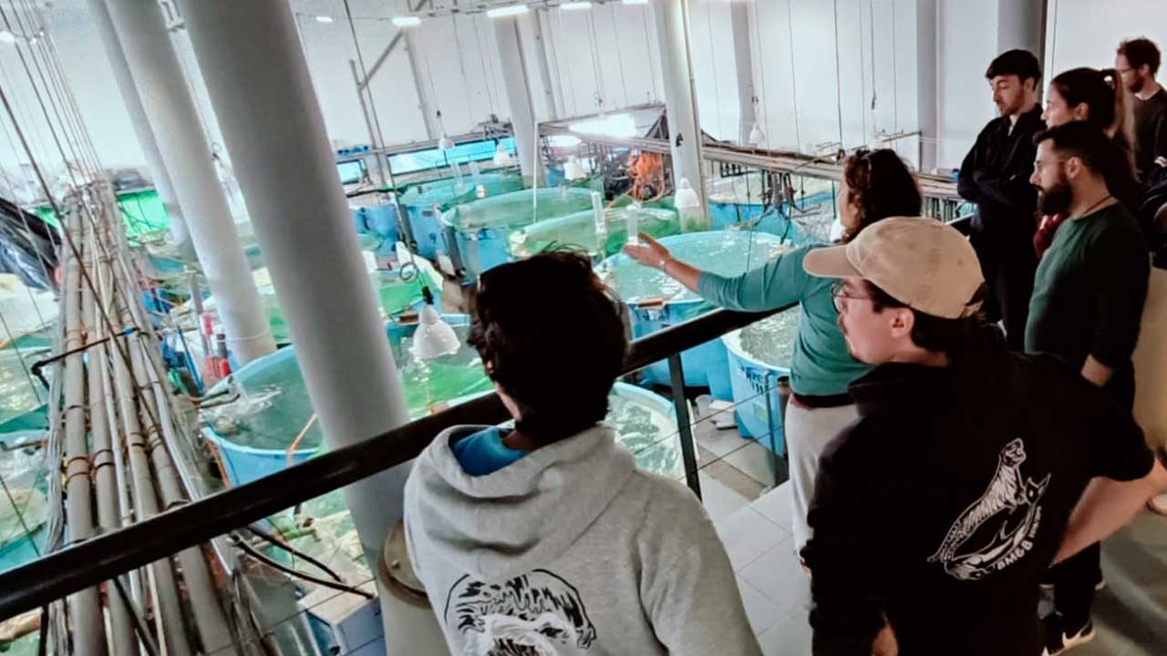 ONG internacional recebe formação sobre bem-estar de peixes na UAlg, com visita à EPPO em Olhão e foco na ligação entre ciência e aquacultura.