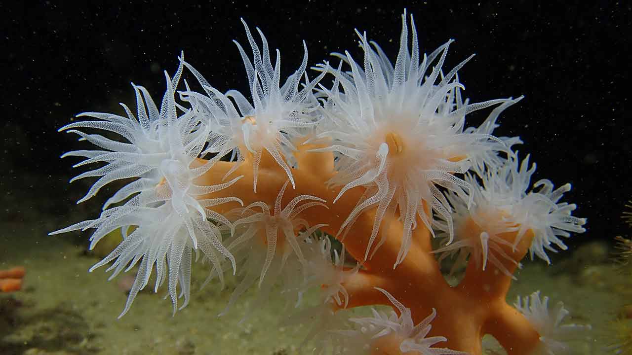 A investigadora Ester Serrão alertou hoje para o impacto da erosão, pesticidas e âncoras nas florestas marinhas portuguesas, à margem da 4.ª edição do Festival das Florestas Marinhas em Vila Nova de Milfontes.