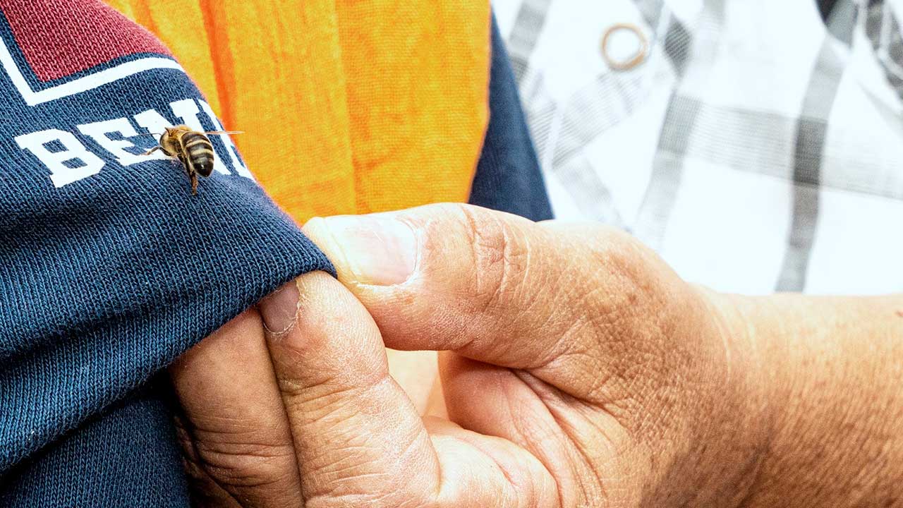 Portimão promove sessões sobre abelhas, biodiversidade e polinização nas escolas e biblioteca municipal.