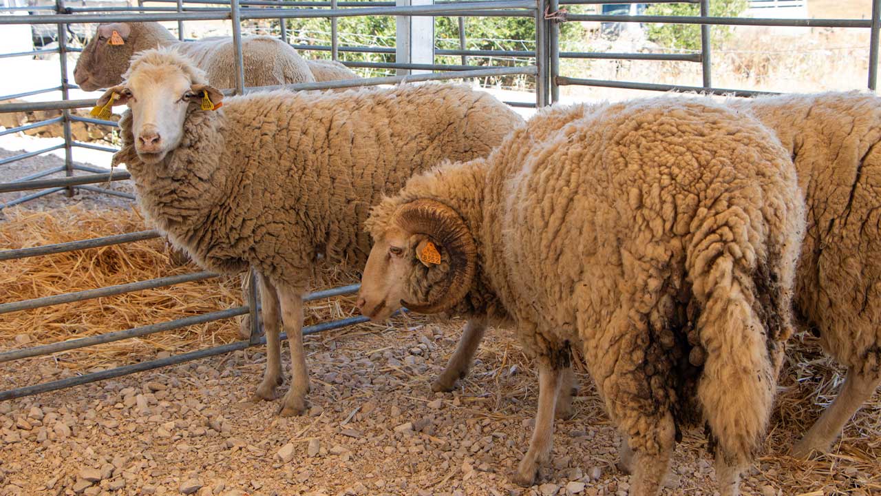 Feira do Borrego e da Pastorícia juntou centenas de pessoas em Farelos, com produtos locais, demonstrações, gastronomia e animação cultural.