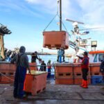 Pesca da sardinha no Algarve com «arranque suave» e bons preços em lota nos primeiros dias da campanha de 2026.