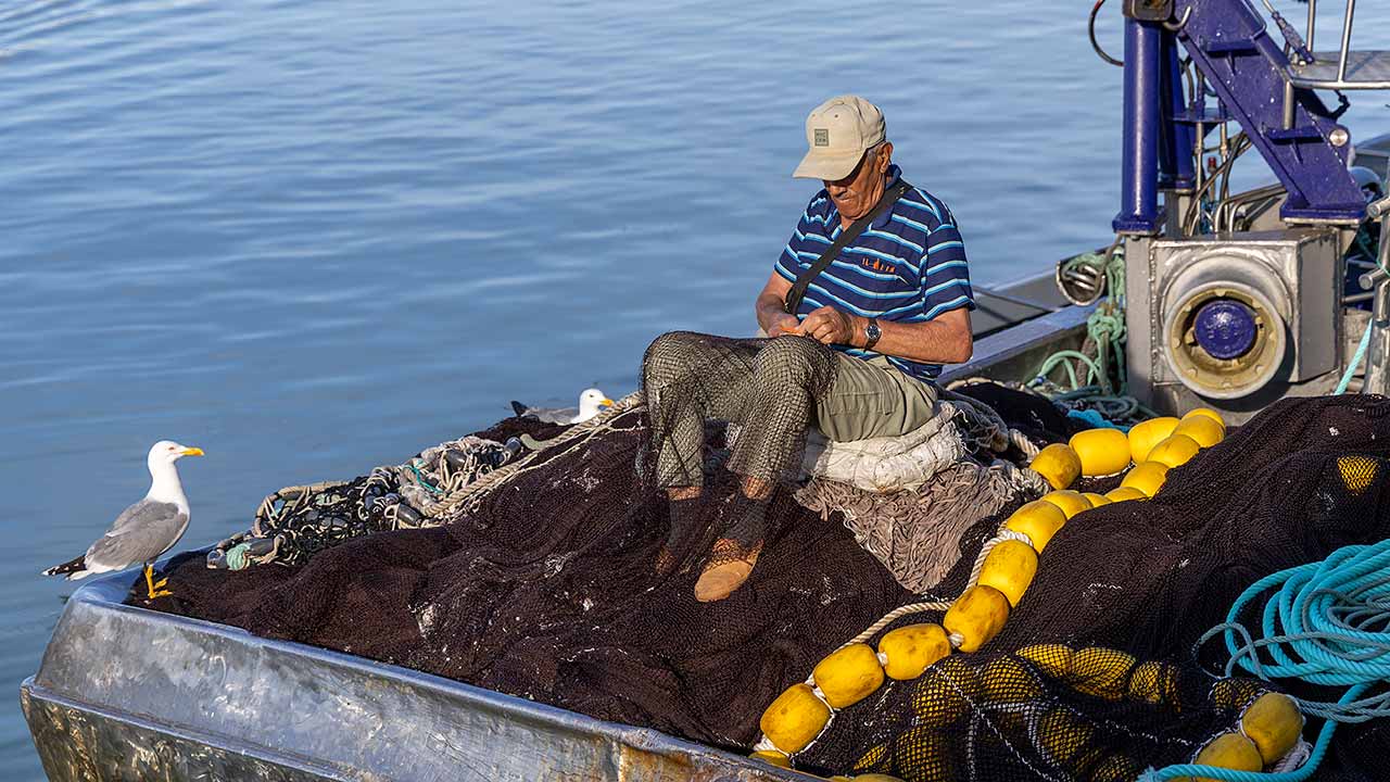 Pesca da sardinha no Algarve com «arranque suave» e bons preços em lota nos primeiros dias da campanha de 2026.