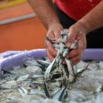 Pesca da sardinha no Algarve com «arranque suave» e bons preços em lota nos primeiros dias da campanha de 2026.