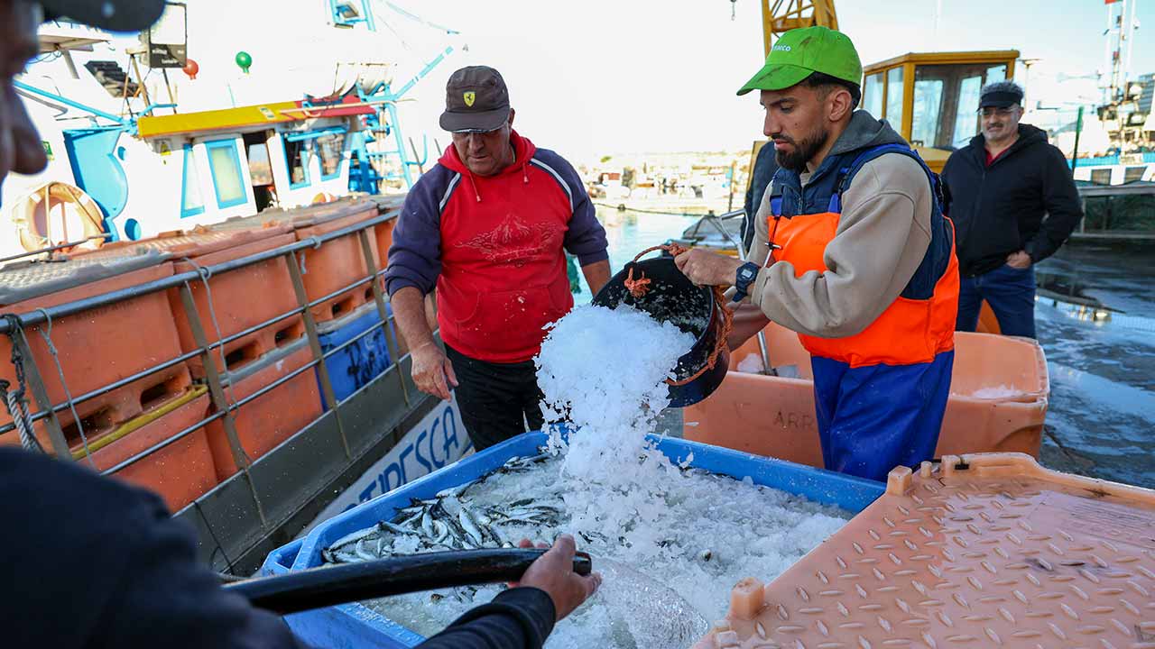 Pesca da sardinha no Algarve com «arranque suave» e bons preços em lota nos primeiros dias da campanha de 2026.