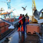 Pesca da sardinha no Algarve com «arranque suave» e bons preços em lota nos primeiros dias da campanha de 2026.