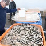 Pesca da sardinha no Algarve com «arranque suave» e bons preços em lota nos primeiros dias da campanha de 2026.