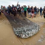 Comunidade da Meia Praia volta a lançar a Arte Xávega numa iniciativa de preservação desta tradição cultural.