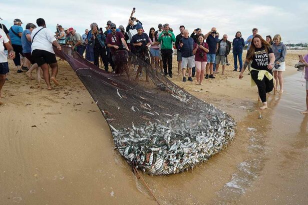Comunidade da Meia Praia volta a lançar a Arte Xávega numa iniciativa de preservação desta tradição cultural.