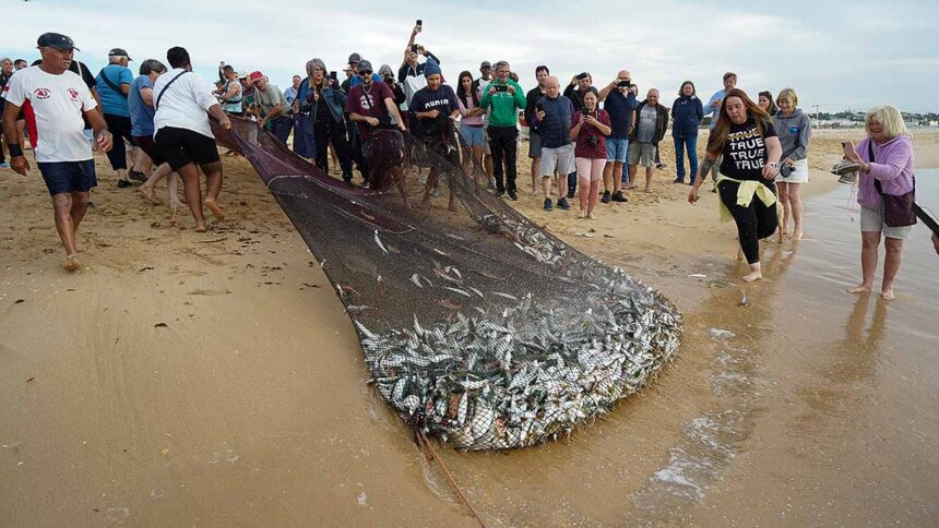 Comunidade da Meia Praia volta a lançar a Arte Xávega numa iniciativa de preservação desta tradição cultural.