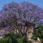 Árvores e vegetação urbana ajudam a reduzir ilhas de calor e a proteger as cidades das ondas de calor.