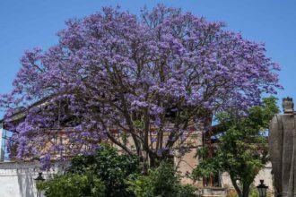 Árvores e vegetação urbana ajudam a reduzir ilhas de calor e a proteger as cidades das ondas de calor.