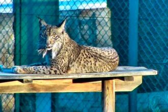Centro de lince-ibérico em Silves abriu nove vagas para voluntários com formação, alojamento e seguro.