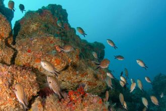 Menos de 8% dos oceanos estão protegidos e o Dia Mundial dos Oceanos alerta para a necessidade de reforçar as áreas marinhas protegidas.