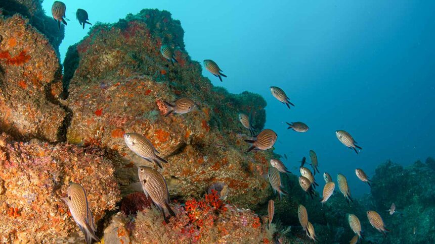 Menos de 8% dos oceanos estão protegidos e o Dia Mundial dos Oceanos alerta para a necessidade de reforçar as áreas marinhas protegidas.