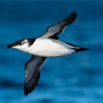 Torda-mergulheira é a ave em destaque na edição de 2026 do Festival de Observação de Aves de Sagres.
