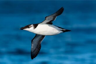 Torda-mergulheira é a ave em destaque na edição de 2026 do Festival de Observação de Aves de Sagres.