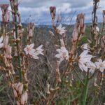 Projeto de monitorização da Flora Algarvensis soma mais de 2400 observações desde 2022/2023 nos sítios geológicos de Albufeira.