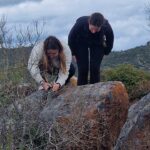 Projeto de monitorização da Flora Algarvensis soma mais de 2400 observações desde 2022/2023 nos sítios geológicos de Albufeira.