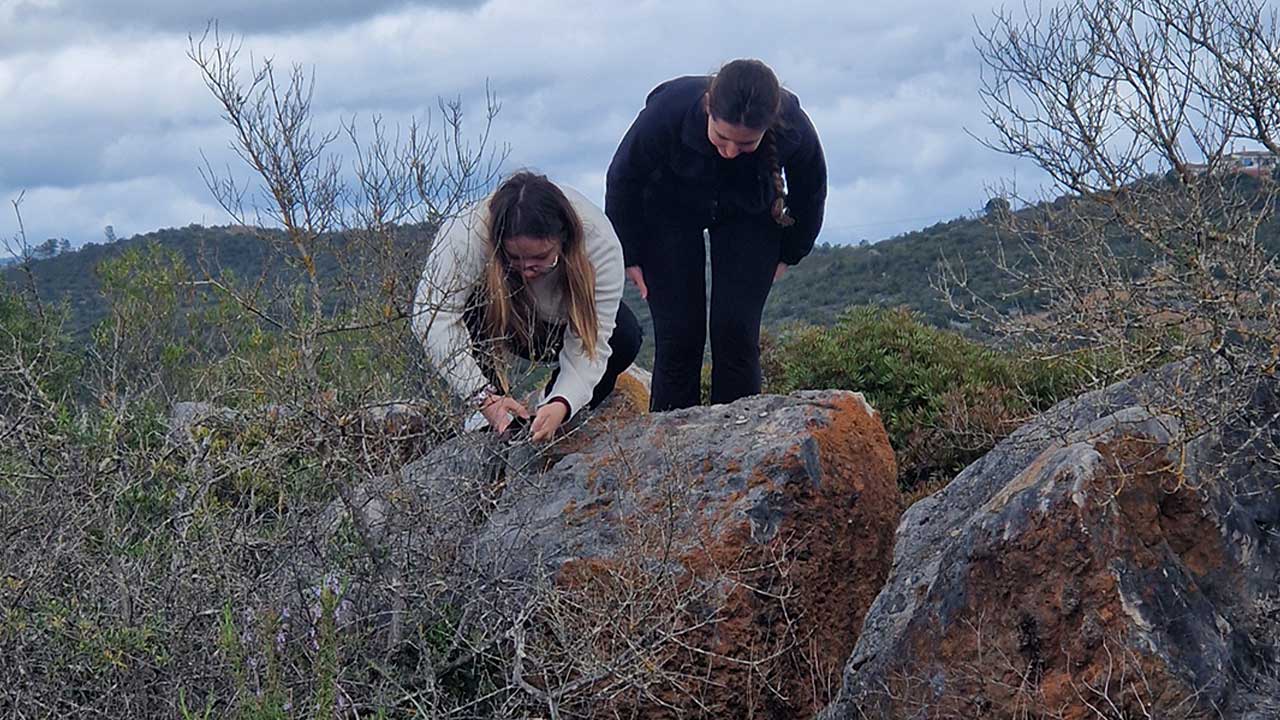 Projeto de monitorização da Flora Algarvensis soma mais de 2400 observações desde 2022/2023 nos sítios geológicos de Albufeira.