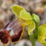 Projeto de monitorização da Flora Algarvensis soma mais de 2400 observações desde 2022/2023 nos sítios geológicos de Albufeira.