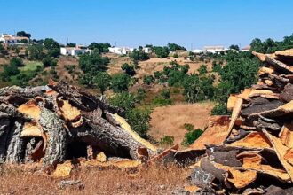 Mestrado em Gestão Sustentável junta ensino a distância e semana de campo em São Brás, com trabalho no terreno.
