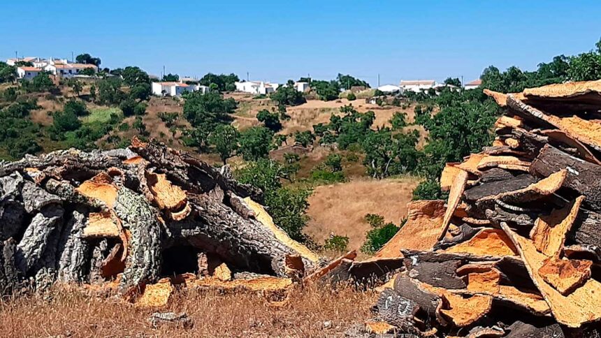 Mestrado em Gestão Sustentável junta ensino a distância e semana de campo em São Brás, com trabalho no terreno.