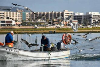 Olhão: Real Marina reforça a ligação à Ria Formosa com novas experiências, gastronomia local e uma estratégia centrada na sustentabilidade.