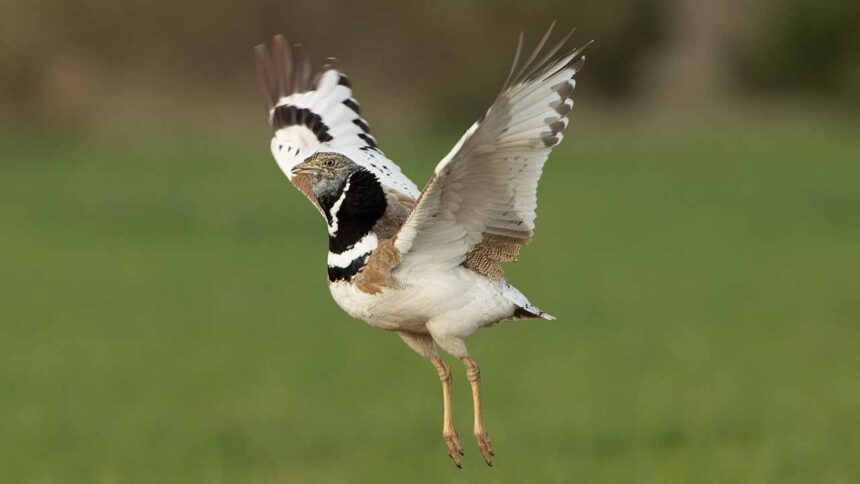 O sisão está em risco iminente de extinção em Portugal após perder 90% da população. Saiba o que defendem os ambientalistas.