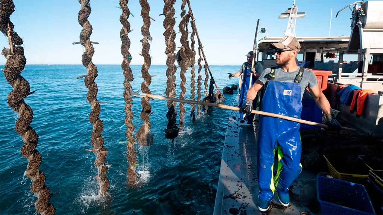 Nova plataforma europeia disponibiliza 120 horas de formação gratuita em Aquacultura 4.0.