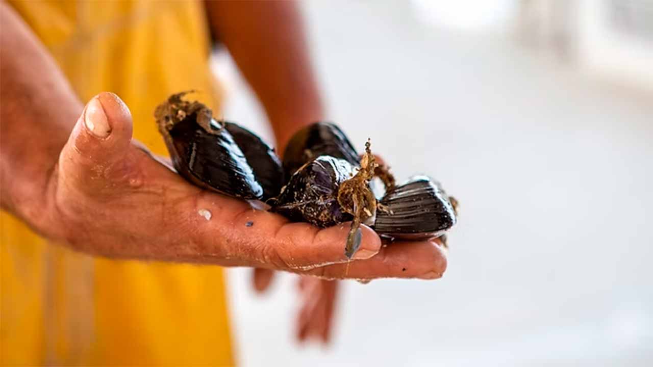 Nova plataforma europeia disponibiliza 120 horas de formação gratuita em Aquacultura 4.0.
