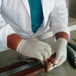 Primeira avaliação de espécies pelágicas em Angola revela pressão sobre recursos marinhos e elevada presença de microplásticos.