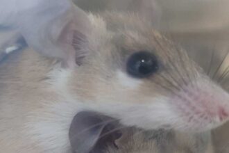 Espécie capaz de regenerar tecidos revelou mecanismos que poderão ajudar a compreender melhor o desenvolvimento do cancro.