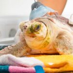 Seis tartarugas-marinhas regressaram ao oceano após meses de recuperação no Porto d’Abrigo do Zoomarine Algarve.