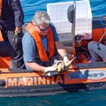 Seis tartarugas-marinhas regressaram ao oceano após meses de recuperação no Porto d’Abrigo do Zoomarine Algarve.
